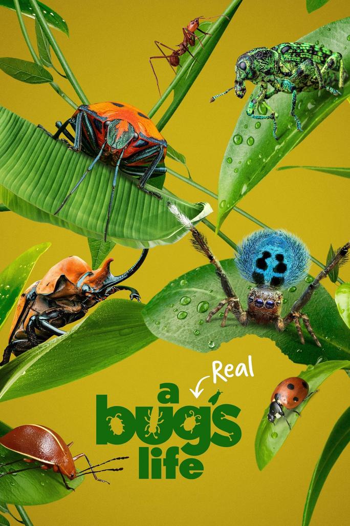 A Real Bug's Life - A Real Bug's Life (2024)