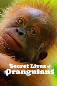 Cuộc sống bí mật của đười ươi - Secret Lives of Orangutans (2024)